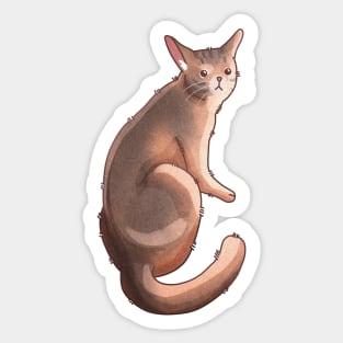 Abyssinian cat - gift for cat lovers Sticker